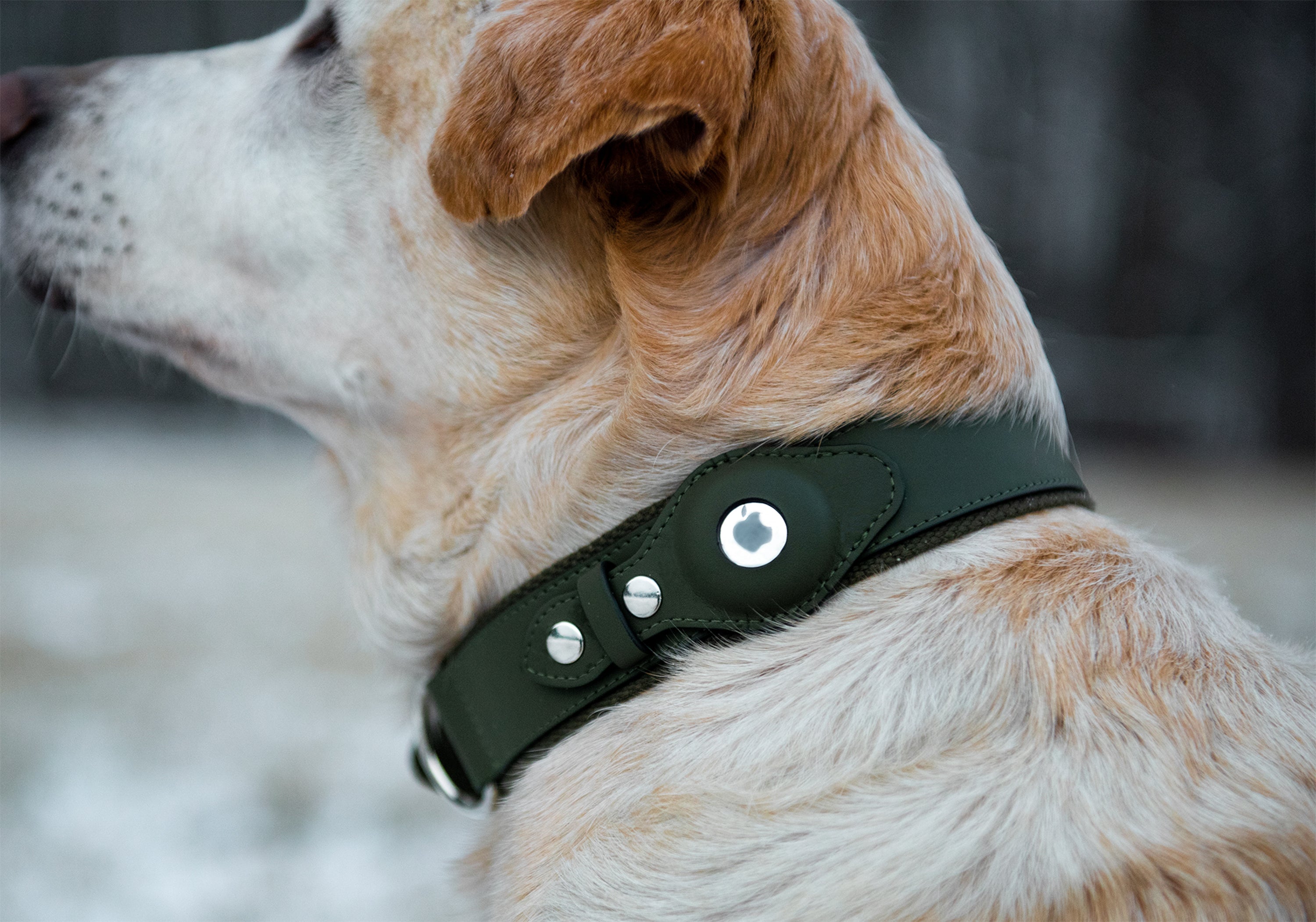 Louis Vuitton Dog Leash Monogram Brown Pet Supplies F/S From JAPAN